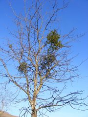 Phoradendron leucarpum tomentosum