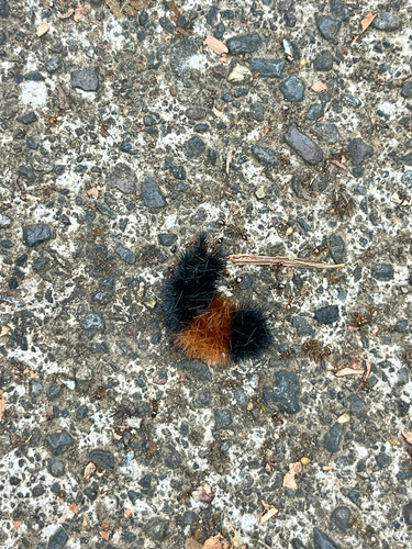 Isabella Tiger Moth
