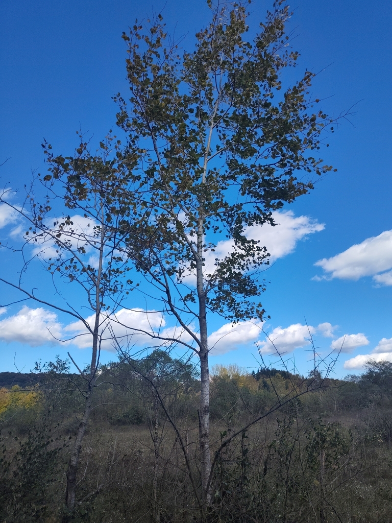 A young aspen with its leaves thinning and darkening, over a brown meadow with yellow trees at the far edge.