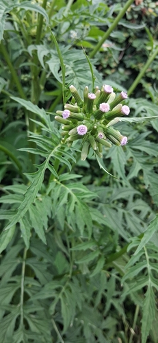 Erechtites valerianifolius observed 2026-10-05