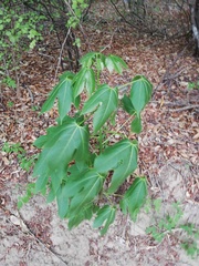 Gyrocarpus jatrophifolius