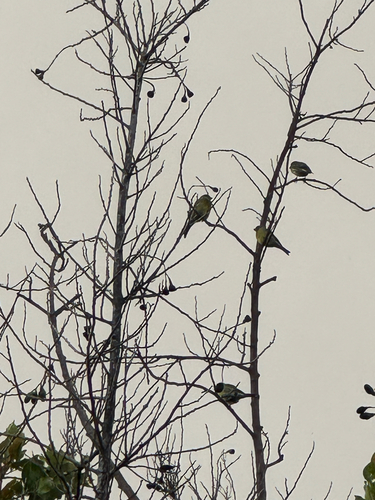Island Canary