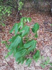 Gyrocarpus jatrophifolius