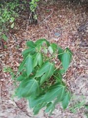 Gyrocarpus jatrophifolius