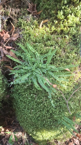 maidenhair spleenwort