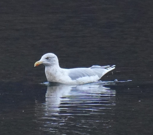 European Herring Gull