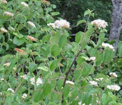 Viburnum scabrellum