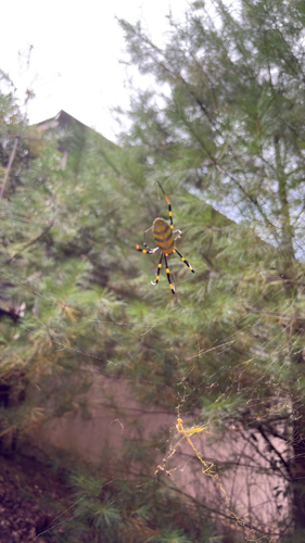 Joro Spider