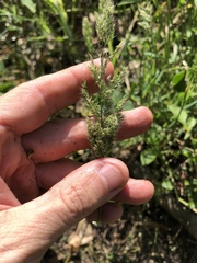 Polypogon interruptus