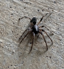 Lampona cylindrata