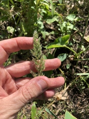 Polypogon interruptus