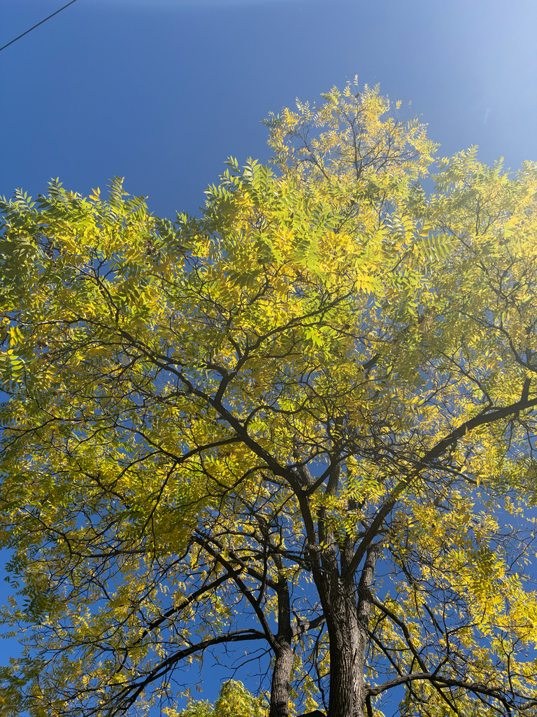 A black walnut crown mostly yellow with a little green left, against a deep blue sky.