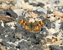Phyciodes pulchella camillus