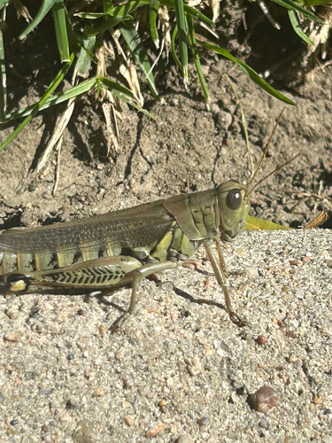 Differential Grasshopper