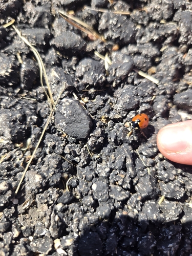 Seven-spotted Lady Beetle