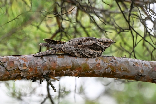 iNaturalist image