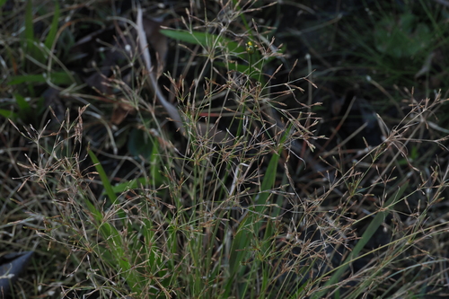 Fimbristylis autumnalis observed 2026-10-02