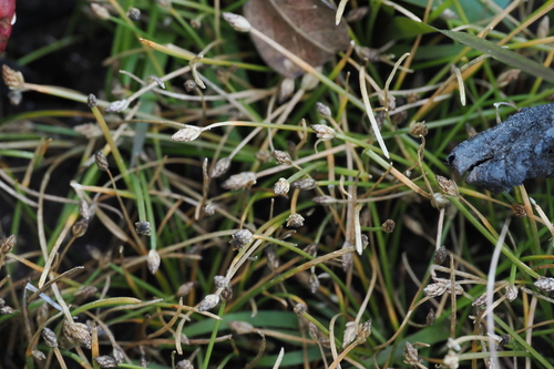 Eleocharis flavescens observed 2026-10-02