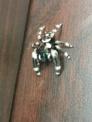 Phidippus audax