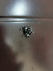 Phidippus audax