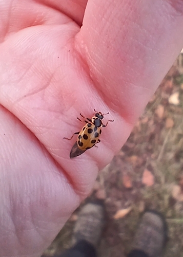 Thirteen-spotted Lady Beetle