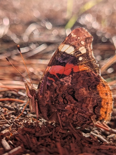 Red Admiral