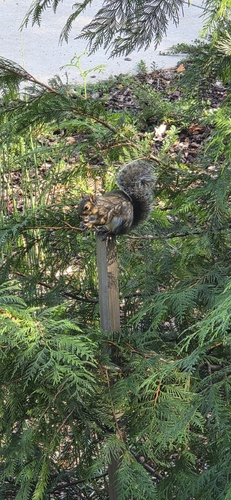 Eastern Gray Squirrel