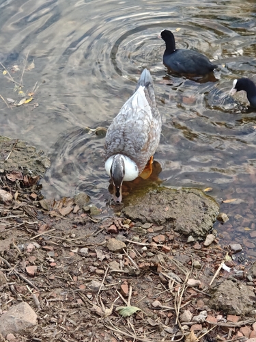 Mallard × Muscovy Duck