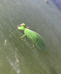 Drepanicus chrysopinus