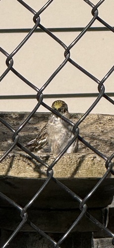 Golden-crowned Sparrow