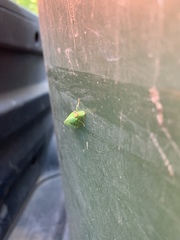 Drepanicus chrysopinus