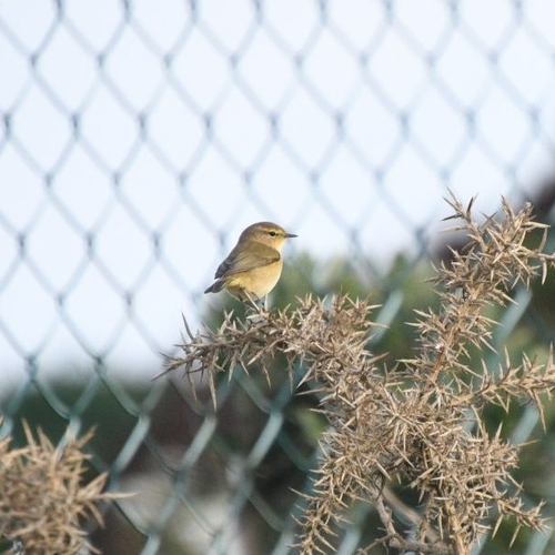 Common Chiffchaff