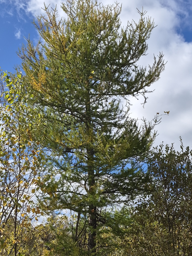 A tall tamarack still mostly green with the first yellow showing, beside shrubs and birches turning yellow.