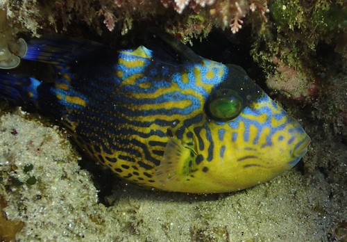 Blue triggerfish (Pseudobalistes fuscus) — Balistidae — 5
