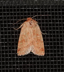 Pyreferra hesperidago