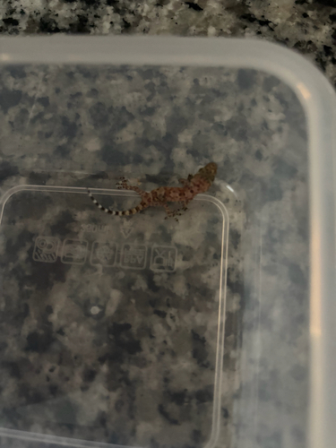 Mediterranean House Gecko