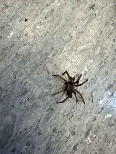 Southern House Spider