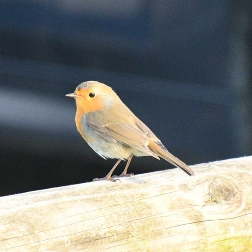 European Robin