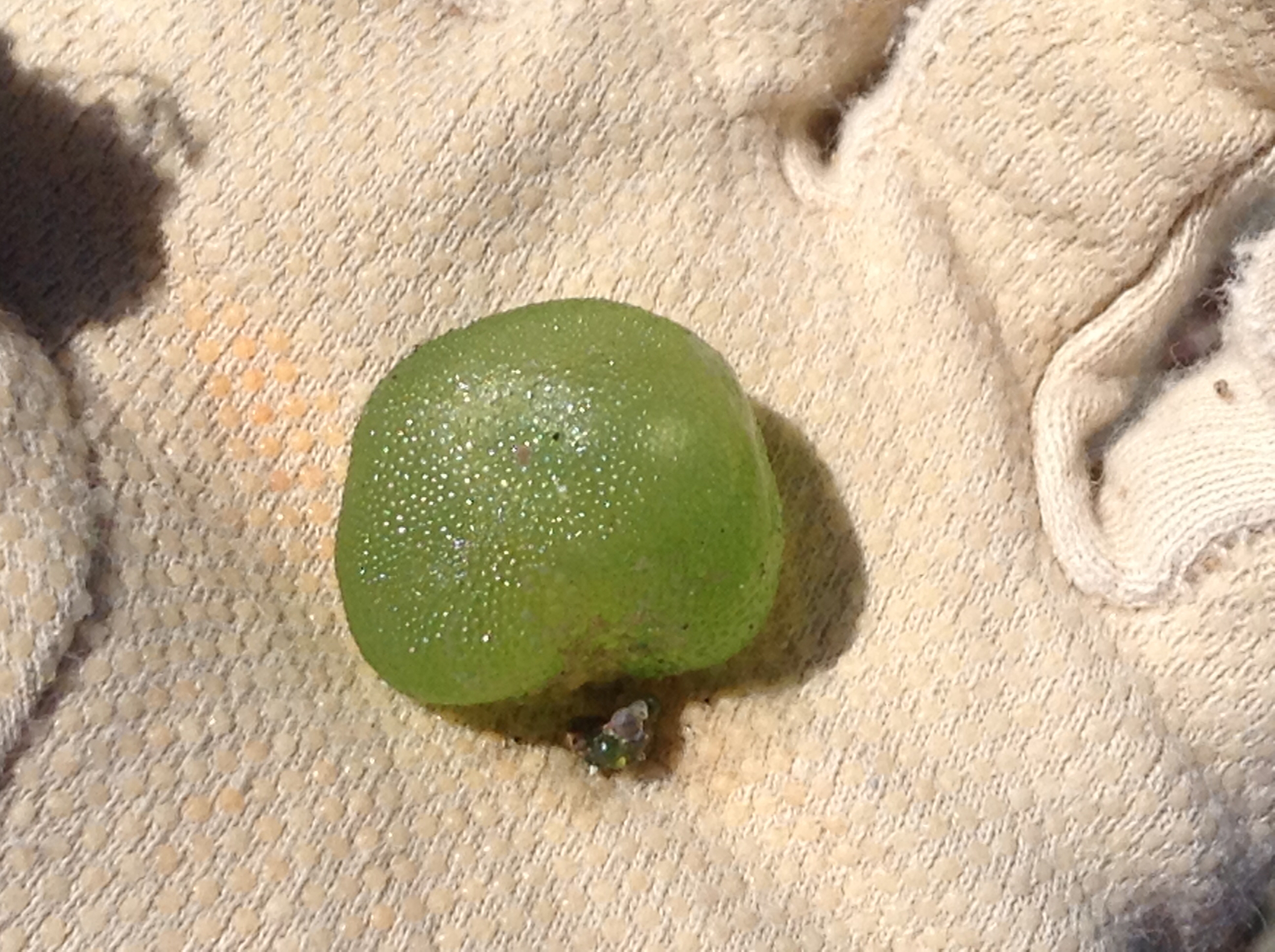 Dictyosphaeria cavernosa
