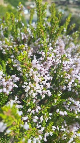 Mediterranean Heath
