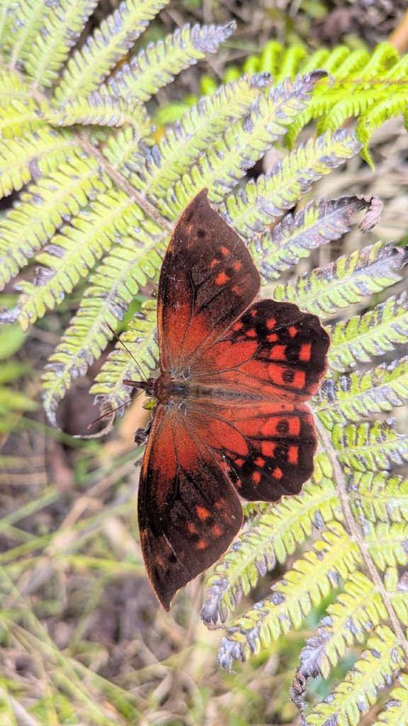 Apexacuta improvisa