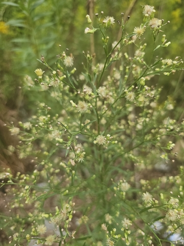 horseweed