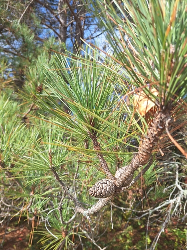 red pine