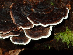 Datronia brunneoleuca