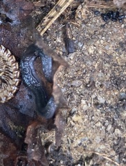 Endeavouria septemlineata