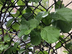 Celastrus orbiculatus