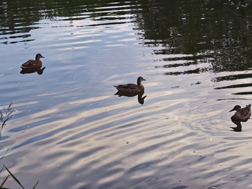Mallard