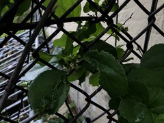 Celastrus orbiculatus