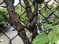 Celastrus orbiculatus