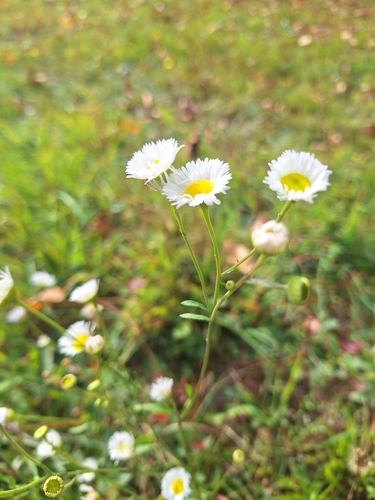 daisy fleabane